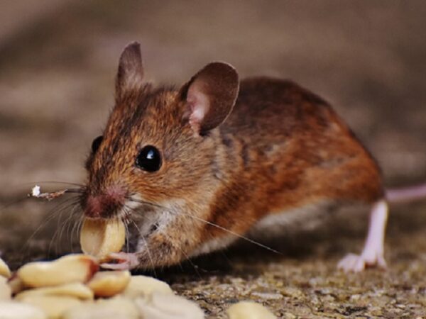 Keep Your Home Safe and Healthy with Expert Rodent Control in Gold Coast