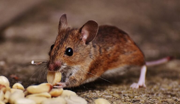Keep Your Home Safe and Healthy with Expert Rodent Control in Gold Coast
