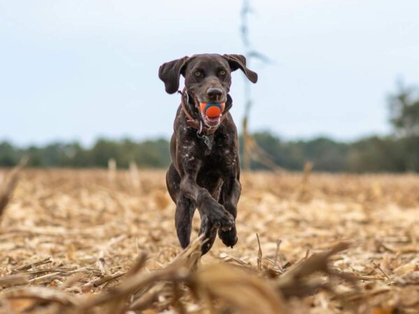 Top Benefits of Hiring a Professional Dog Waste Removal Service in Henderson