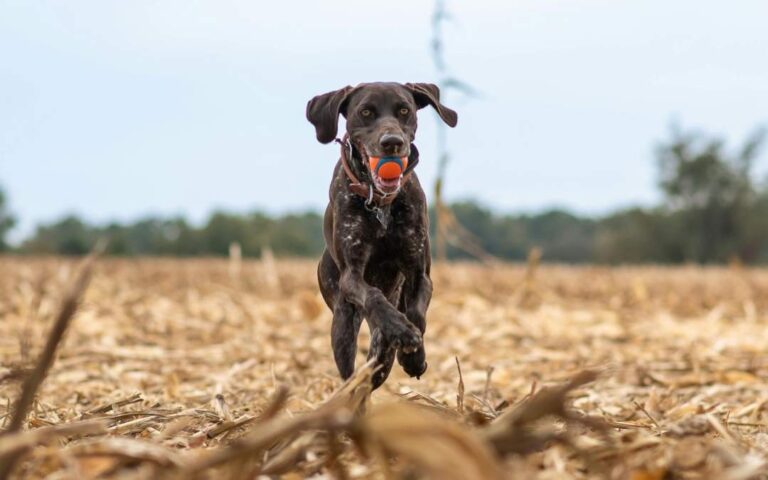 Top Benefits of Hiring a Professional Dog Waste Removal Service in Henderson